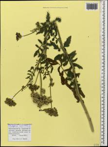 Tordylium maximum L., Caucasus, Krasnodar Krai & Adygea (K1a) (Russia)