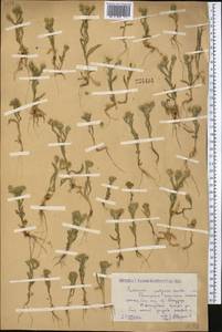 Pulicaria vulgaris Gaertn., Middle Asia, Caspian Ustyurt & Northern Aralia (M8) (Kazakhstan)