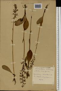 Platanthera bifolia (L.) Rich., Eastern Europe, Central forest region (E5) (Russia)