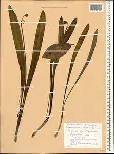 Galanthus plicatus M.Bieb., Crimea (KRYM) (Russia)