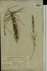 Equisetum arvense L., Eastern Europe, Volga-Kama region (E7) (Russia)
