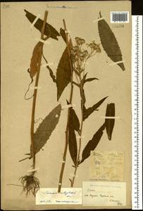 Senecio nemorensis L., Siberia, Yakutia (S5) (Russia)