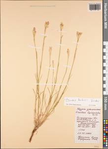 Dianthus borbasii, Eastern Europe, Lower Volga region (E9) (Russia)