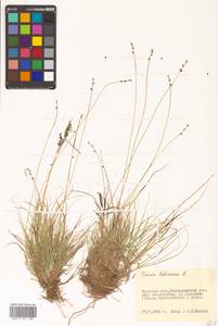 Carex loliacea L., Siberia, Russian Far East (S6) (Russia)