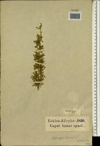 Asparagus capensis L., Africa (AFR) (South Africa)