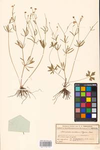 Ranunculus auricomus L., Eastern Europe, Moscow region (E4a) (Russia)