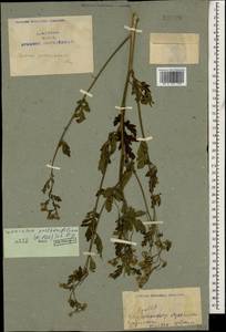 Tanacetum partheniifolium (Willd.) Sch. Bip., Caucasus, Armenia (K5) (Armenia)