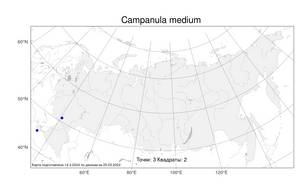 Campanula medium L., Atlas of the Russian Flora (FLORUS) (Russia)
