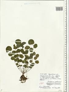 Cardamine pratensis L., Eastern Europe, Lower Volga region (E9) (Russia)