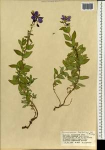 Chamaenerion latifolium (L.) Sweet, Mongolia (MONG) (Mongolia)