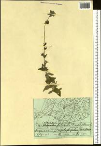 Codonopsis pilosula (Franch.) Nannf., Siberia, Russian Far East (S6) (Russia)