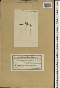 Pterostyrax hispidus Sieb. & Zucc., South Asia, South Asia (Asia outside ex-Soviet states and Mongolia) (ASIA) (Poland)