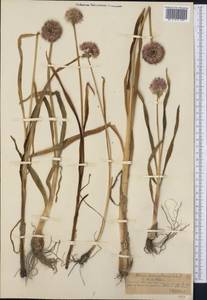 Allium platyspathum Schrenk, Middle Asia, Northern & Central Tian Shan (M4) (Kazakhstan)