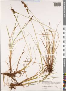 Carex micrantha Kük., Siberia, Yakutia (S5) (Russia)