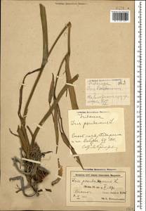 Iris pseudacorus L., Caucasus, Azerbaijan (K6) (Azerbaijan)