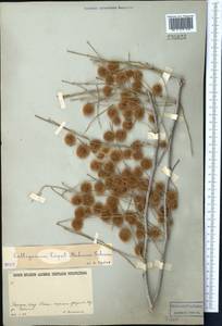 Calligonum caput-medusae Schrenk, Middle Asia, Karakum (M6) (Turkmenistan)