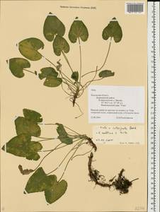 Viola ×interjecta Borbás, Eastern Europe, Central region (E4) (Russia)
