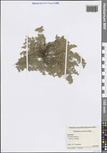 Herniaria caucasica Rupr., Caucasus, Armenia (K5) (Armenia)