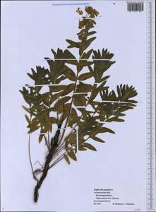 Euphorbia palustris L., Eastern Europe, Lower Volga region (E9) (Russia)