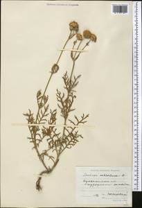 Scabiosa ochroleuca L., Middle Asia, Northern & Central Kazakhstan (M10) (Kazakhstan)