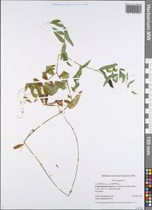 Vicia sativa subsp. nigra (L.)Ehrh., Eastern Europe, Lower Volga region (E9) (Russia)