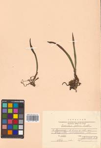 Oreorchis patens (Lindl.) Lindl., Siberia, Russian Far East (S6) (Russia)