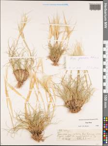 Stipa glareosa P.A.Smirn., Middle Asia, Northern & Central Tian Shan (M4) (Kyrgyzstan)