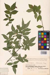 Euonymus verrucosus Scop., Eastern Europe, Lower Volga region (E9) (Russia)