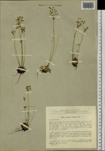 Androsace lactiflora Fisch. ex Willd., Siberia, Baikal & Transbaikal region (S4) (Russia)