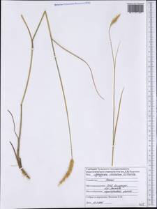 Agropyron cristatum (L.) Gaertn., America (AMER) (United States)