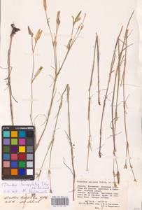 Dianthus monadelphus subsp. pallens (Sm.) Greuter & Burdet, Eastern Europe, Lower Volga region (E9) (Russia)