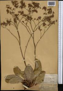 Limonium gmelini (Willd.) Kuntze, Middle Asia, Muyunkumy, Balkhash & Betpak-Dala (M9) (Kazakhstan)