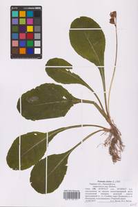 Primula elatior (L.) L., Eastern Europe, North-Western region (E2) (Russia)