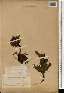 Salix berberifolia Pall., Mongolia (MONG) (Mongolia)