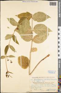 Vincetoxicum scandens Sommier & Levier, Eastern Europe, North Ukrainian region (E11) (Ukraine)