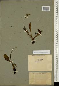 Taraxacum confusum Schischk., Caucasus, Georgia (K4) (Georgia)