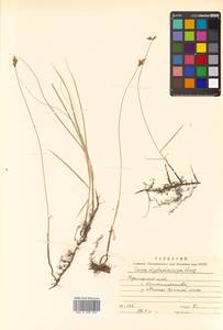 Carex yamatsutana Ohwi, Siberia, Russian Far East (S6) (Russia)