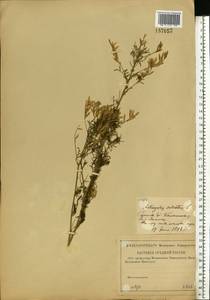 Astragalus sulcatus L., Eastern Europe, Lower Volga region (E9) (Russia)