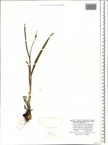 Allium atroviolaceum Boiss., Caucasus, Stavropol Krai, Karachay-Cherkessia & Kabardino-Balkaria (K1b) (Russia)