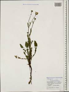 Crepis foetida subsp. rhoeadifolia (M. Bieb.) Celak., Caucasus, Krasnodar Krai & Adygea (K1a) (Russia)