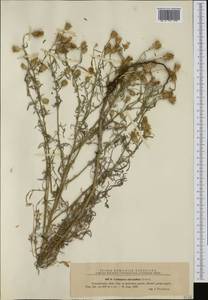 Centaurea australis Pancic ex A. Kern., Western Europe (EUR) (Romania)