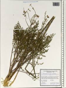 Zeravschania pauciradiata (Tamamsch.) Pimenov, South Asia, South Asia (Asia outside ex-Soviet states and Mongolia) (ASIA) (Iran)