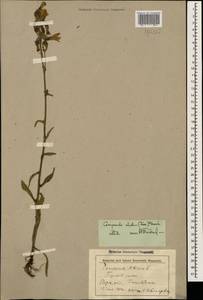 Campanula sibirica subsp. elatior (Fomin) Fed., Caucasus, Stavropol Krai, Karachay-Cherkessia & Kabardino-Balkaria (K1b) (Russia)