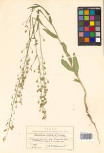 Camelina sativa (L.) Crantz, Siberia, Russian Far East (S6) (Russia)