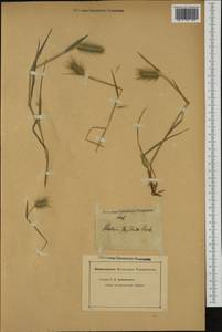 Hordeum marinum subsp. gussoneanum (Parl.) Thell., Western Europe (EUR) (Not classified)