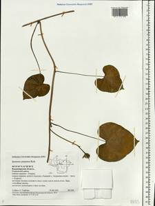 Ipomoea purpurea (L.) Roth, Eastern Europe, Central region (E4) (Russia)