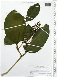 Phytolacca acinosa Roxb., Eastern Europe, Moscow region (E4a) (Russia)
