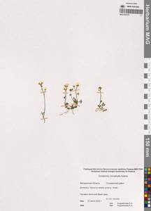 Cardamine microphylla Adams, Siberia, Chukotka & Kamchatka (S7) (Russia)