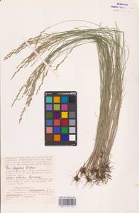 Poa versicolor Besser, Eastern Europe, Lower Volga region (E9) (Russia)