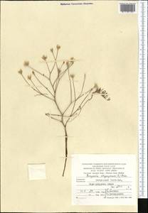 Bongardia chrysogonum (L.) Sp., Middle Asia, Kopet Dag, Badkhyz, Small & Great Balkhan (M1) (Turkmenistan)